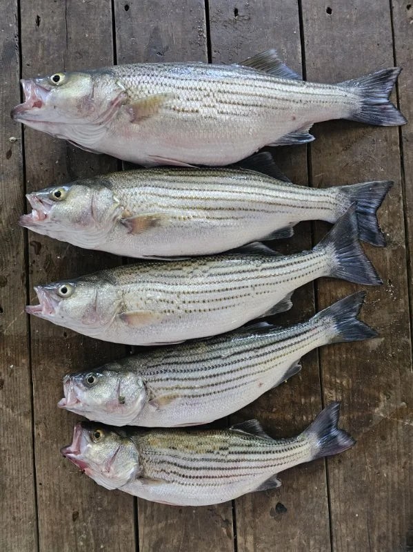 Fishing in Kingston, Oklahoma