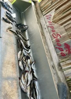 Fishing in D'Iberville, Mississippi