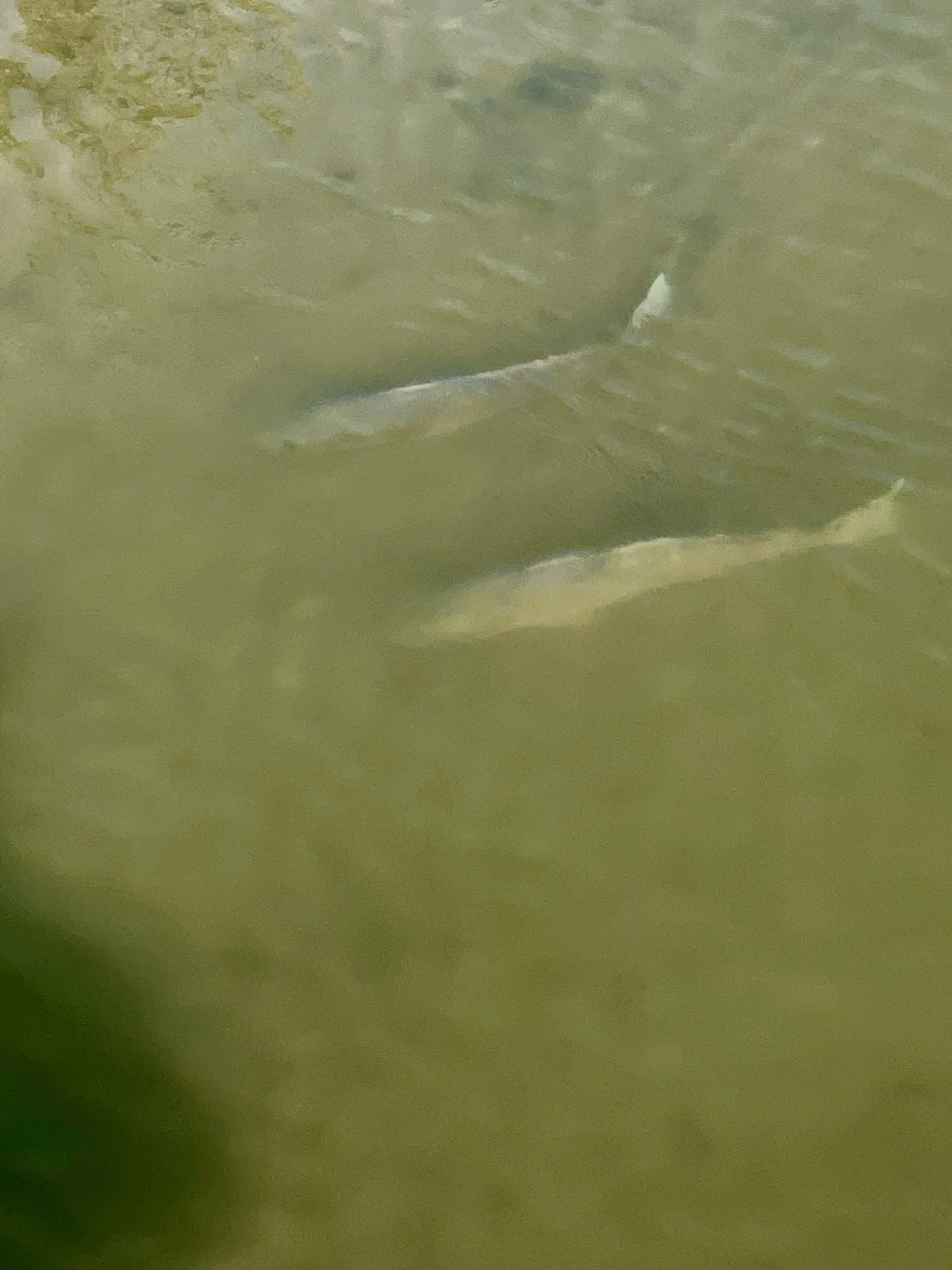 Fishing in Aransas Pass, Texas