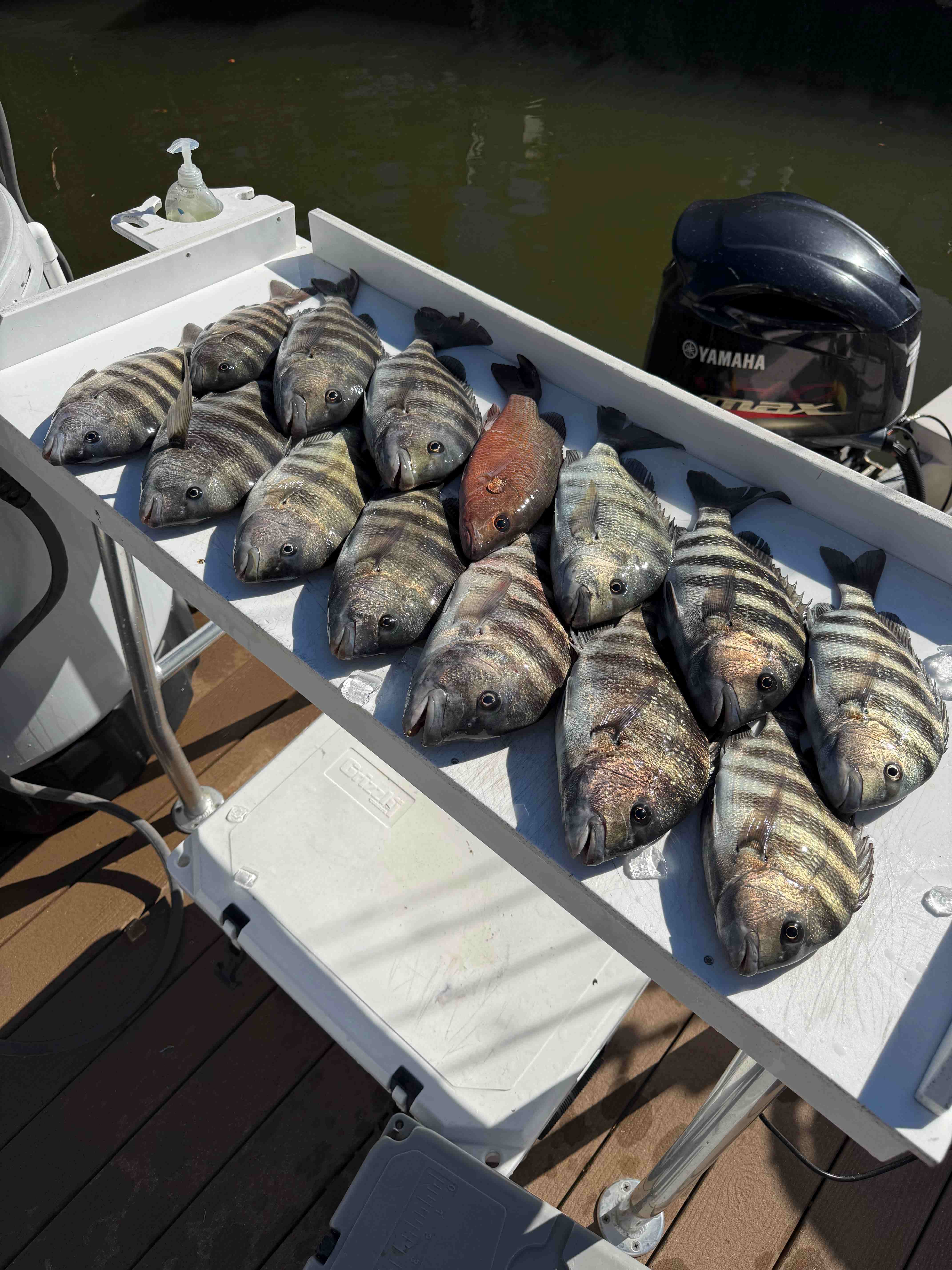 Fishing in Sarasota, Florida