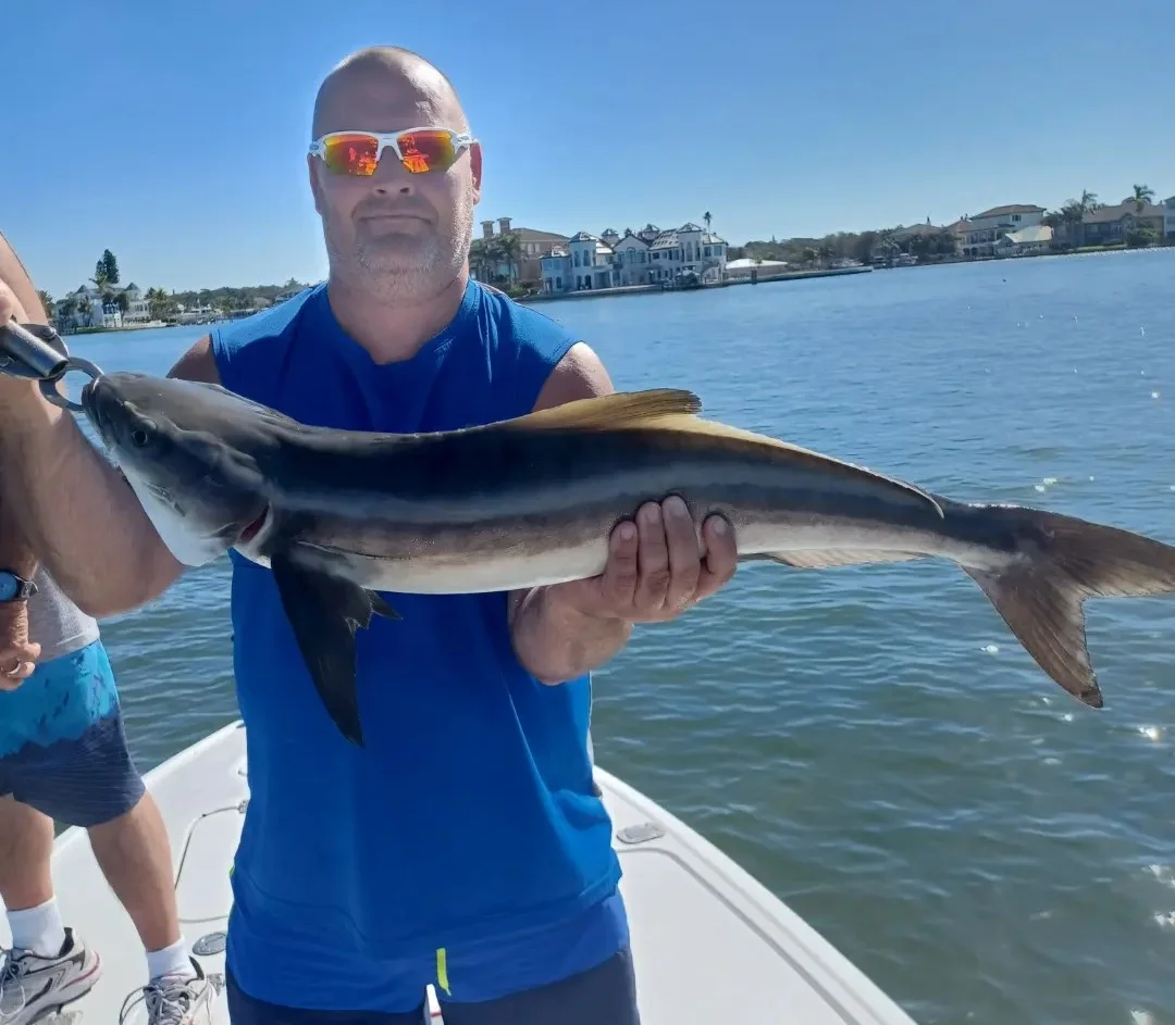 Cobia Fishing in Clearwater, Florida