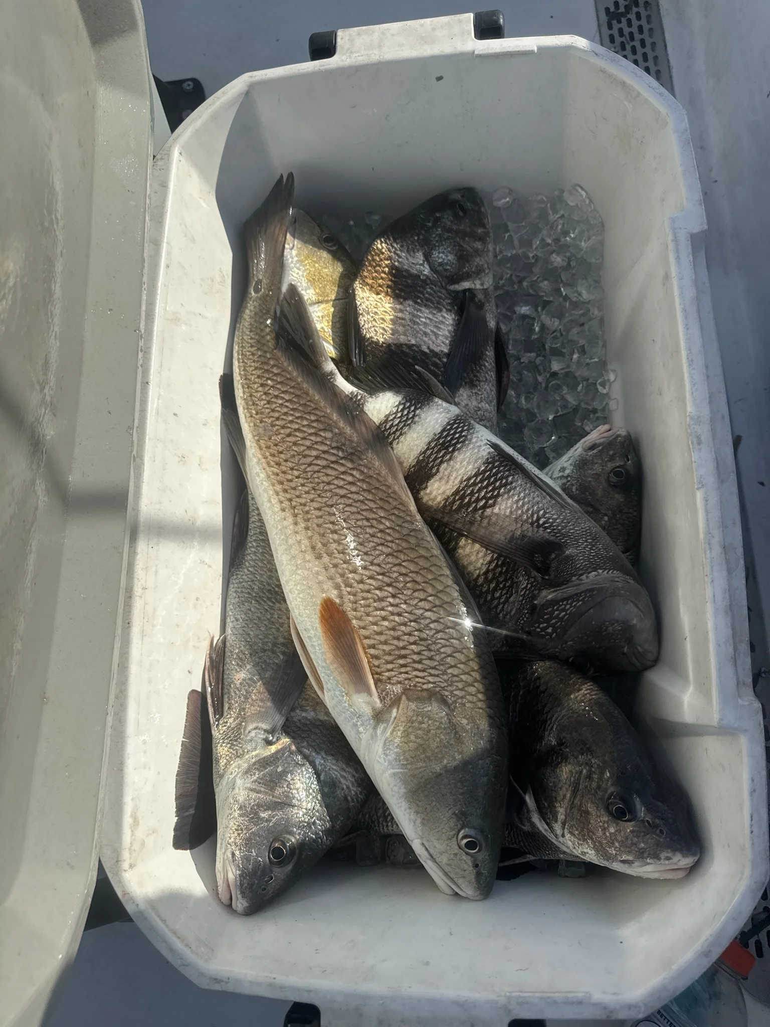 Steono Stono River Fishing Reports (October 2026)
