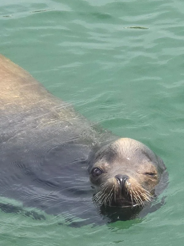 Fishing in Ventura, California