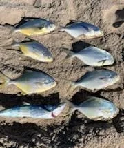 Florida Pompano Fishing in Melbourne Beach, Florida
