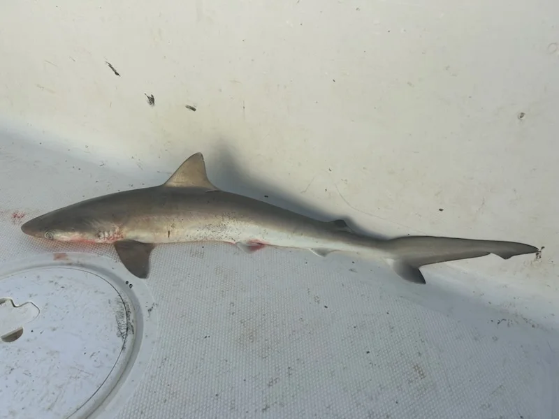 Fishing in D'Iberville, Mississippi
