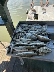 Fishing in Lake Charles, Louisiana