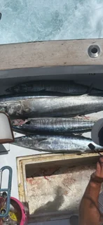Fishing in Beaufort, South Carolina
