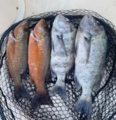 Sheepshead Fishing in Sarasota, Florida