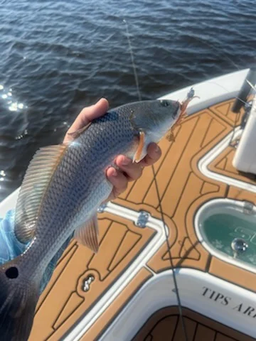 Flounder fishing in Little River, South Carolina