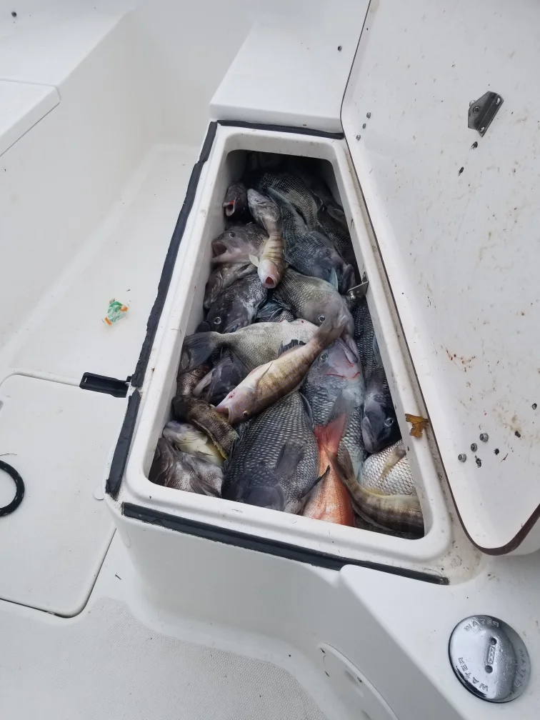 Black Seabass, Scup / Porgy, Triggerfish Fishing in Wrightsville Beach, North Carolina