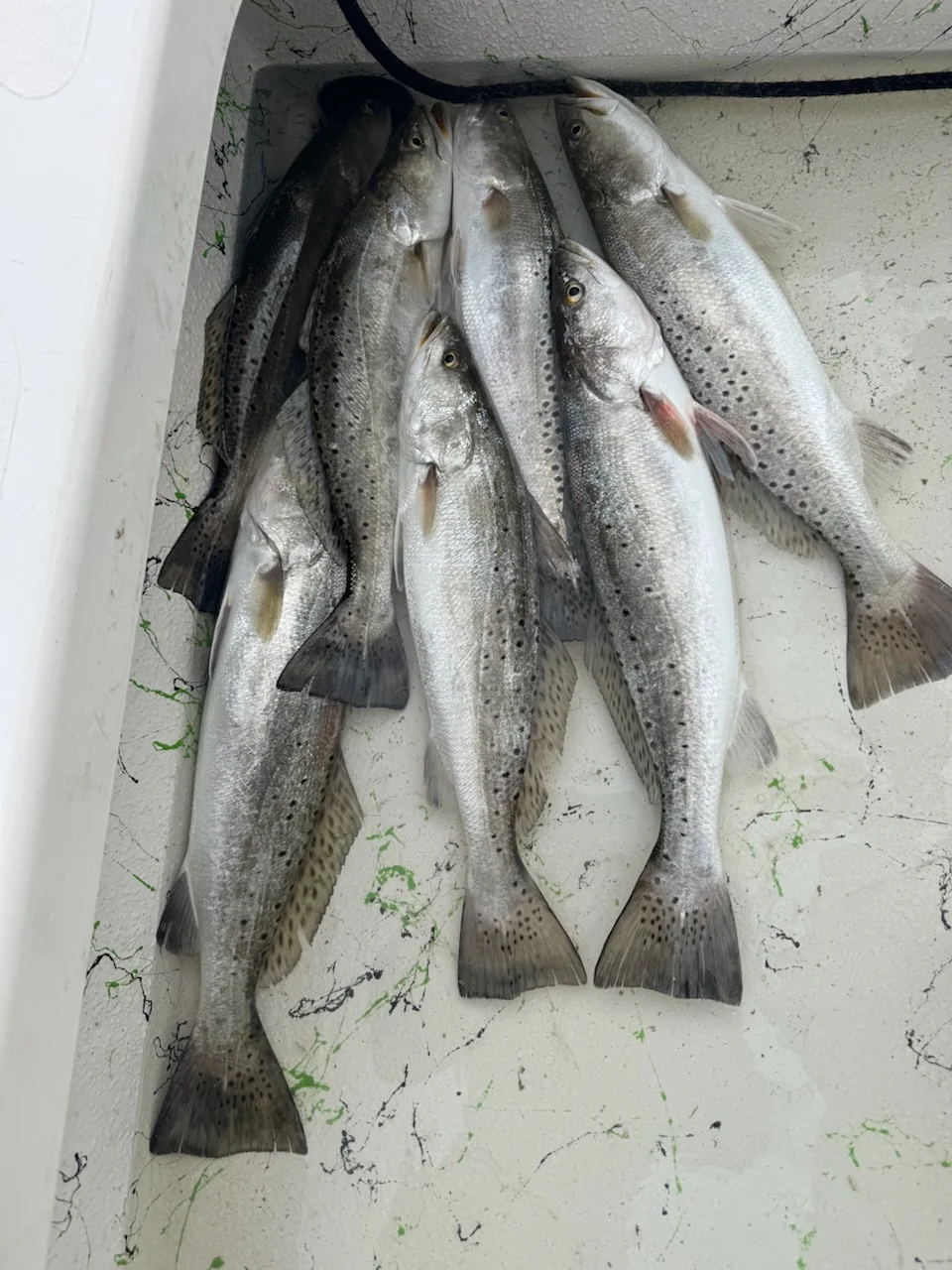 Fishing in Port O'Connor, Texas