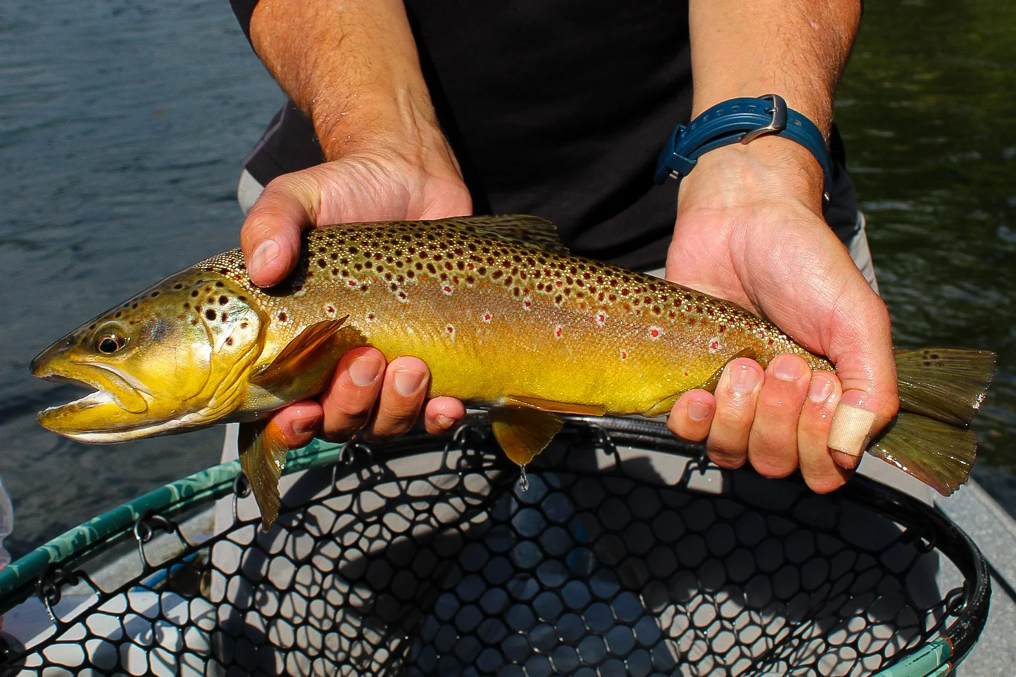 Brown Trout Fishing in Johnson City, Tennessee