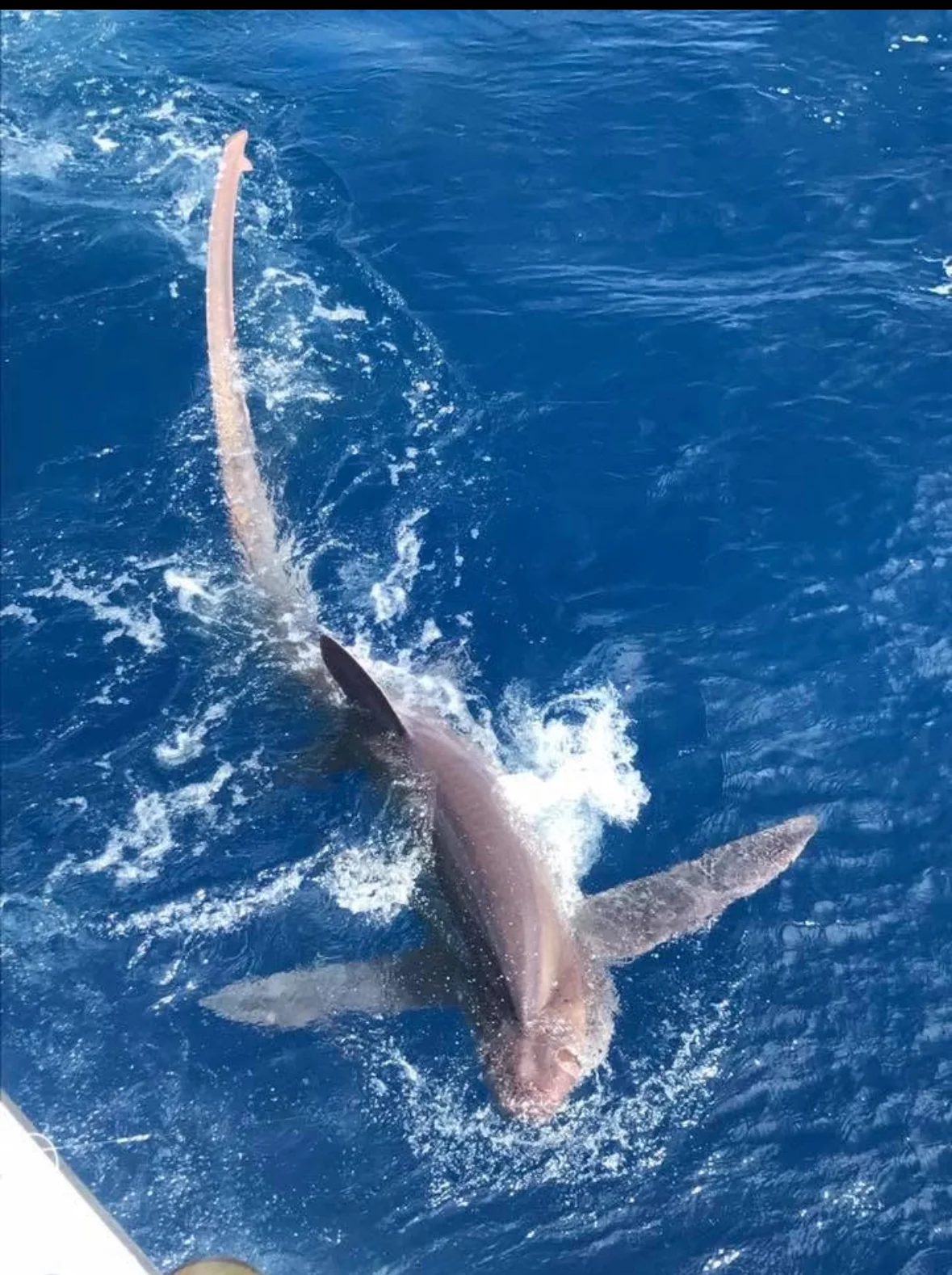 Fort Lauderdale sportfishing