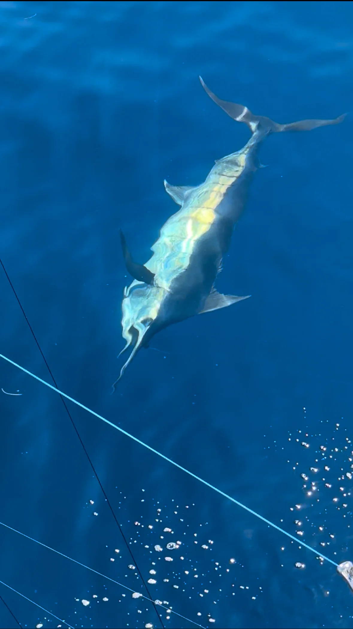 Fort Lauderdale sportfishing
