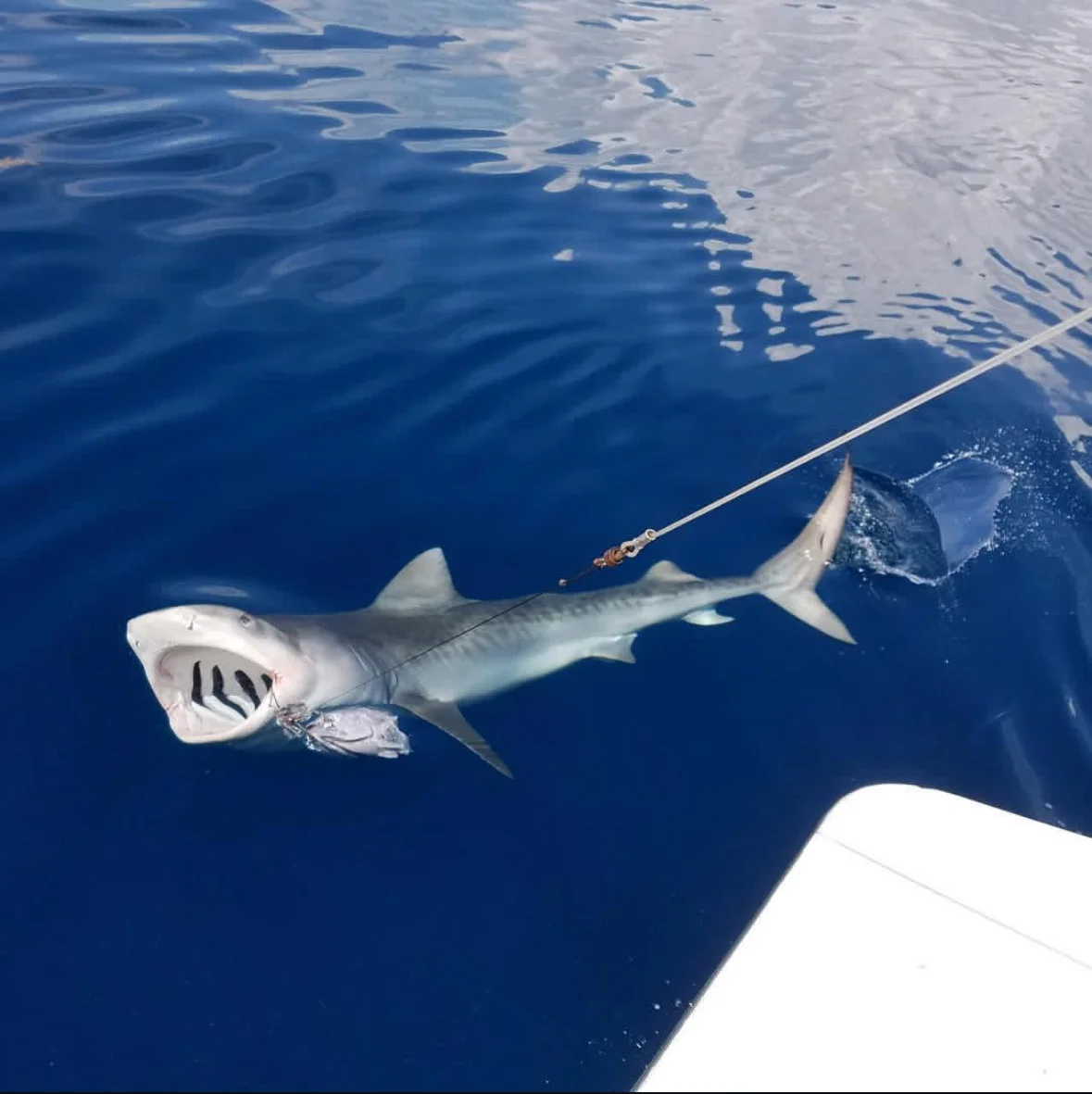 Fort Lauderdale sportfishing