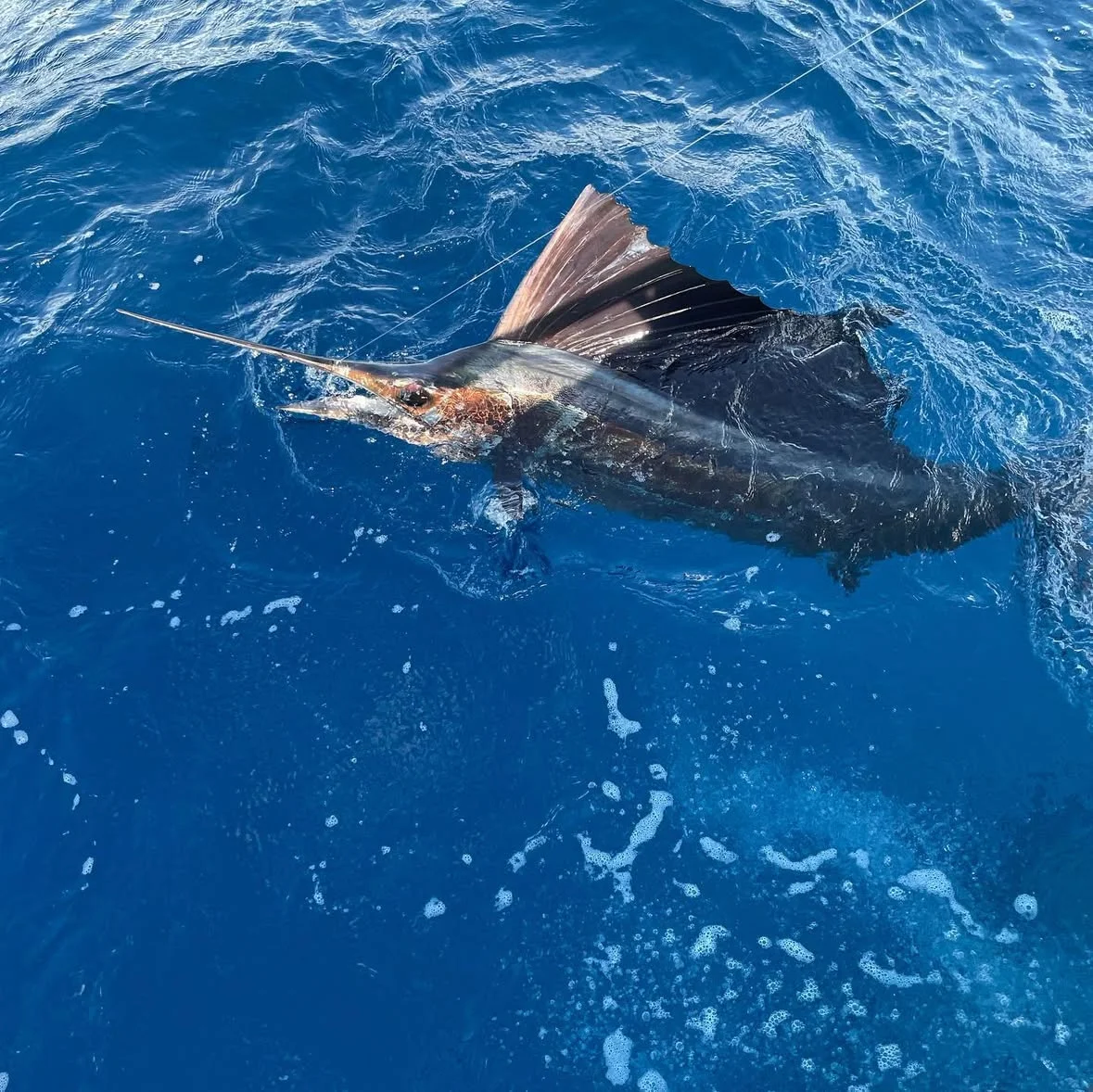 Fort Lauderdale sportfishing