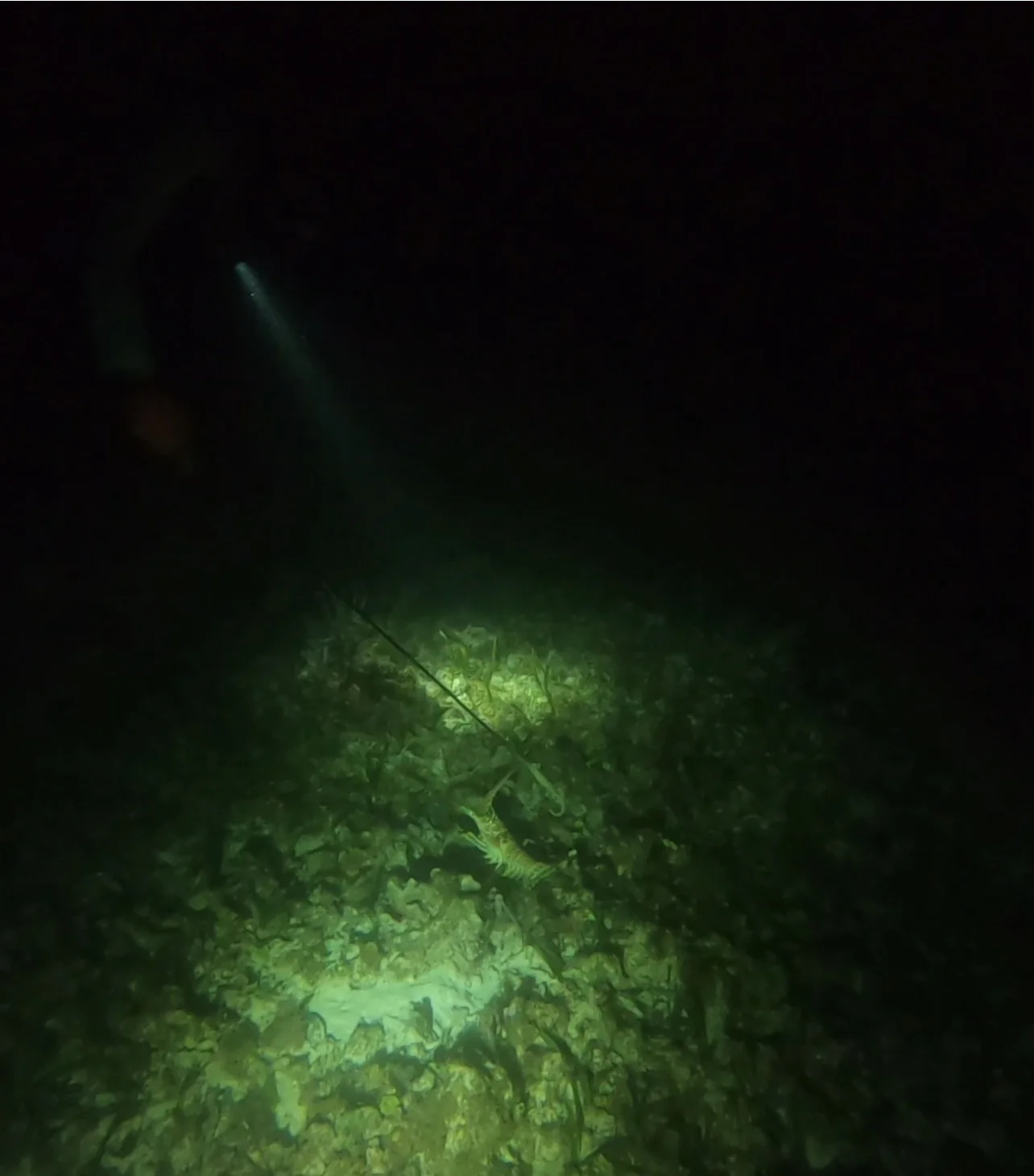 Night Lobster Hunt 