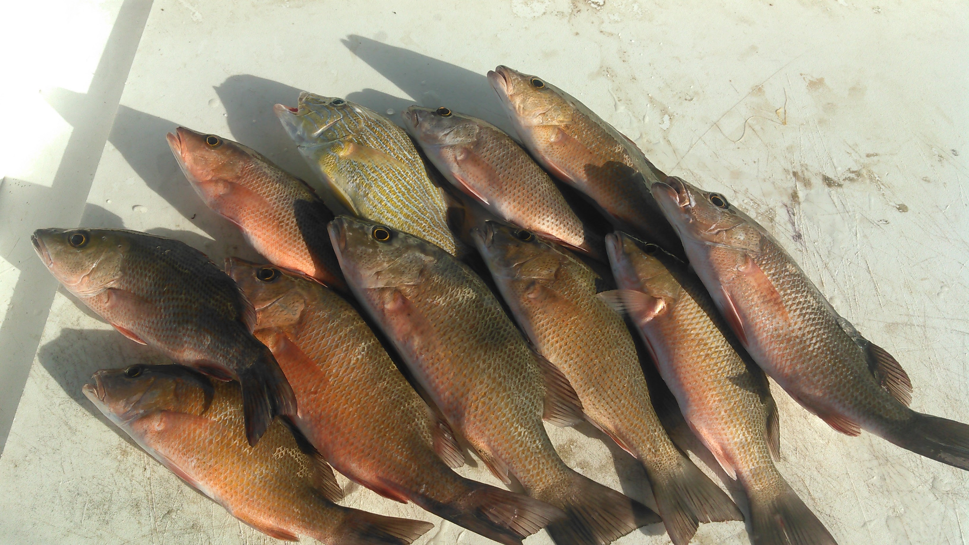 Fishing in Destin