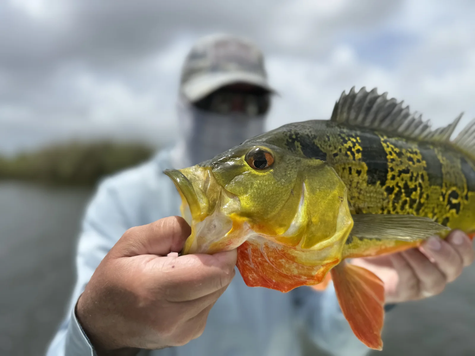Peacock bass fishing south Florida 