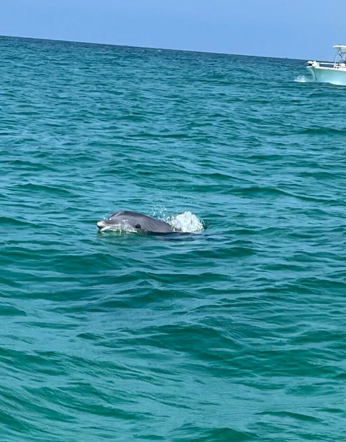 Shell Island Boat Trip