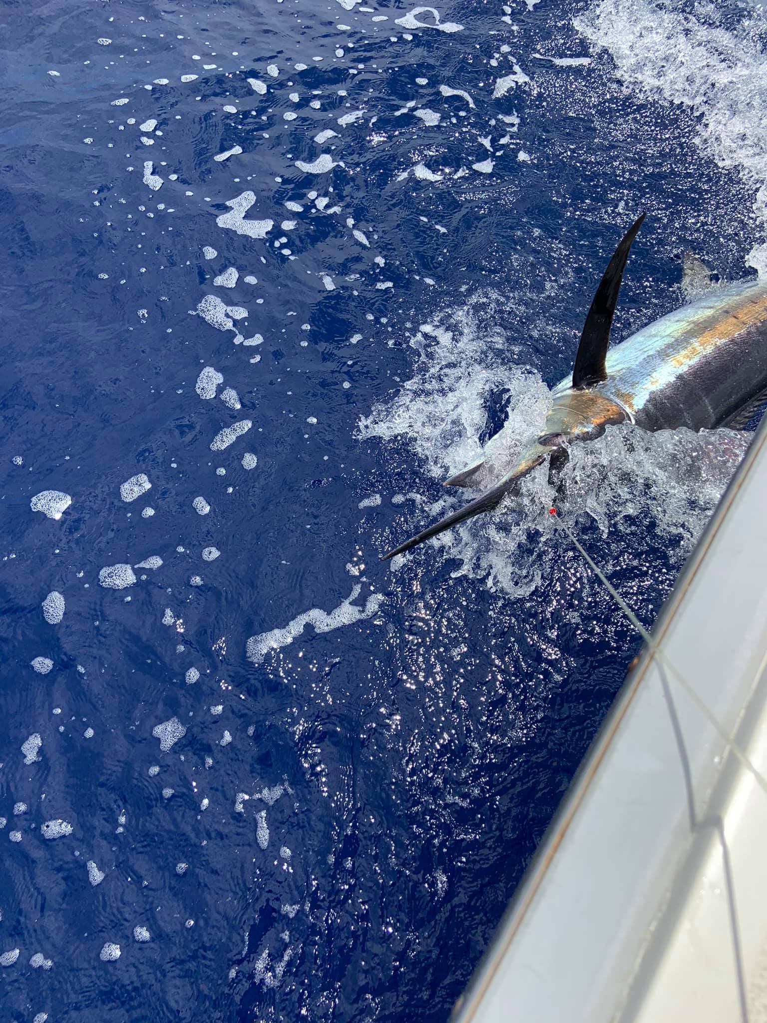 4-8 Hours Kona Fishing Trip