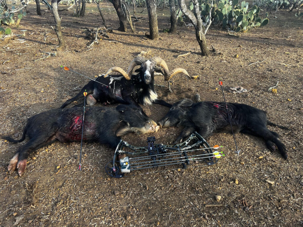 Big Game Exotics