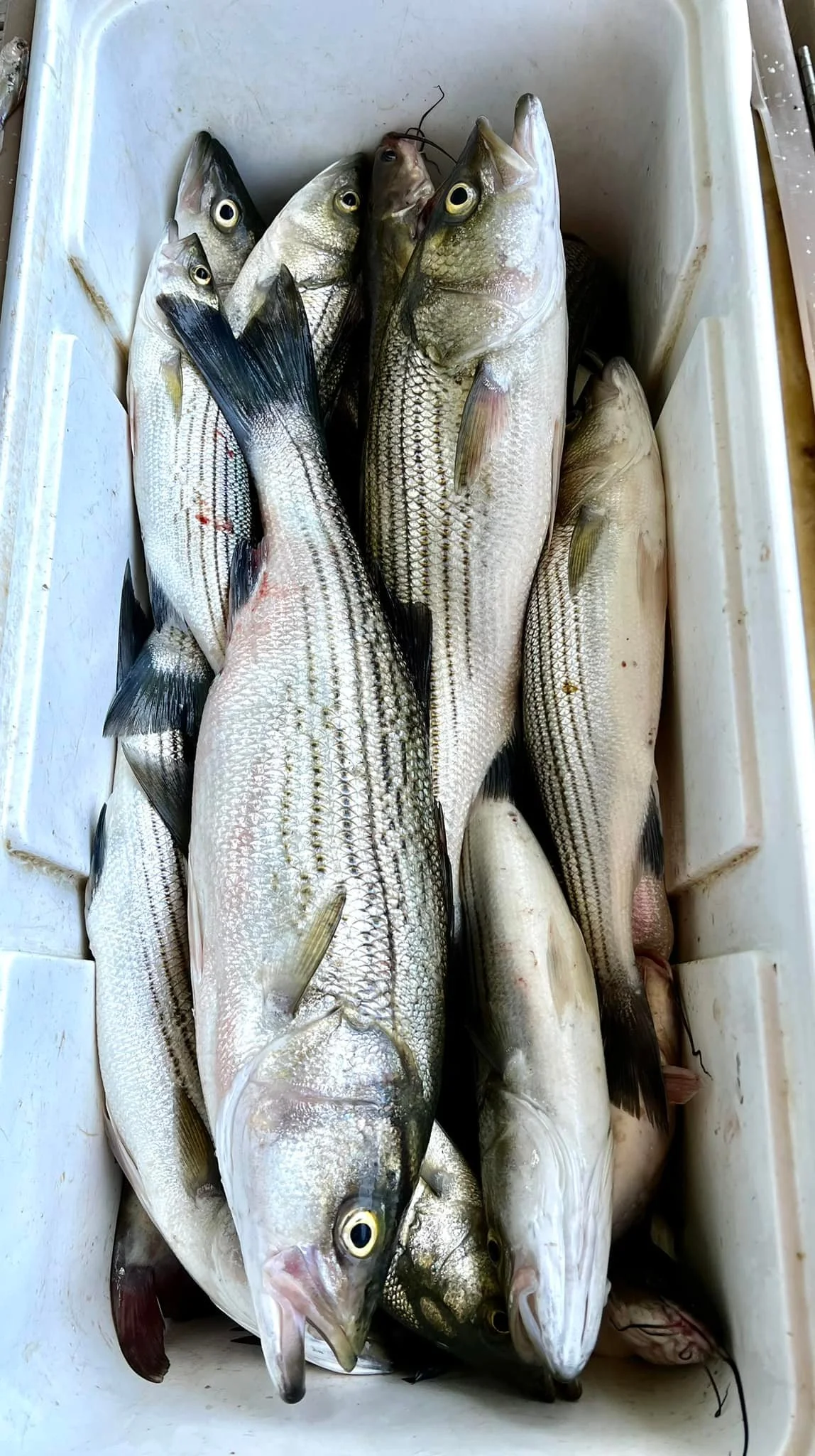 Striper Fishing