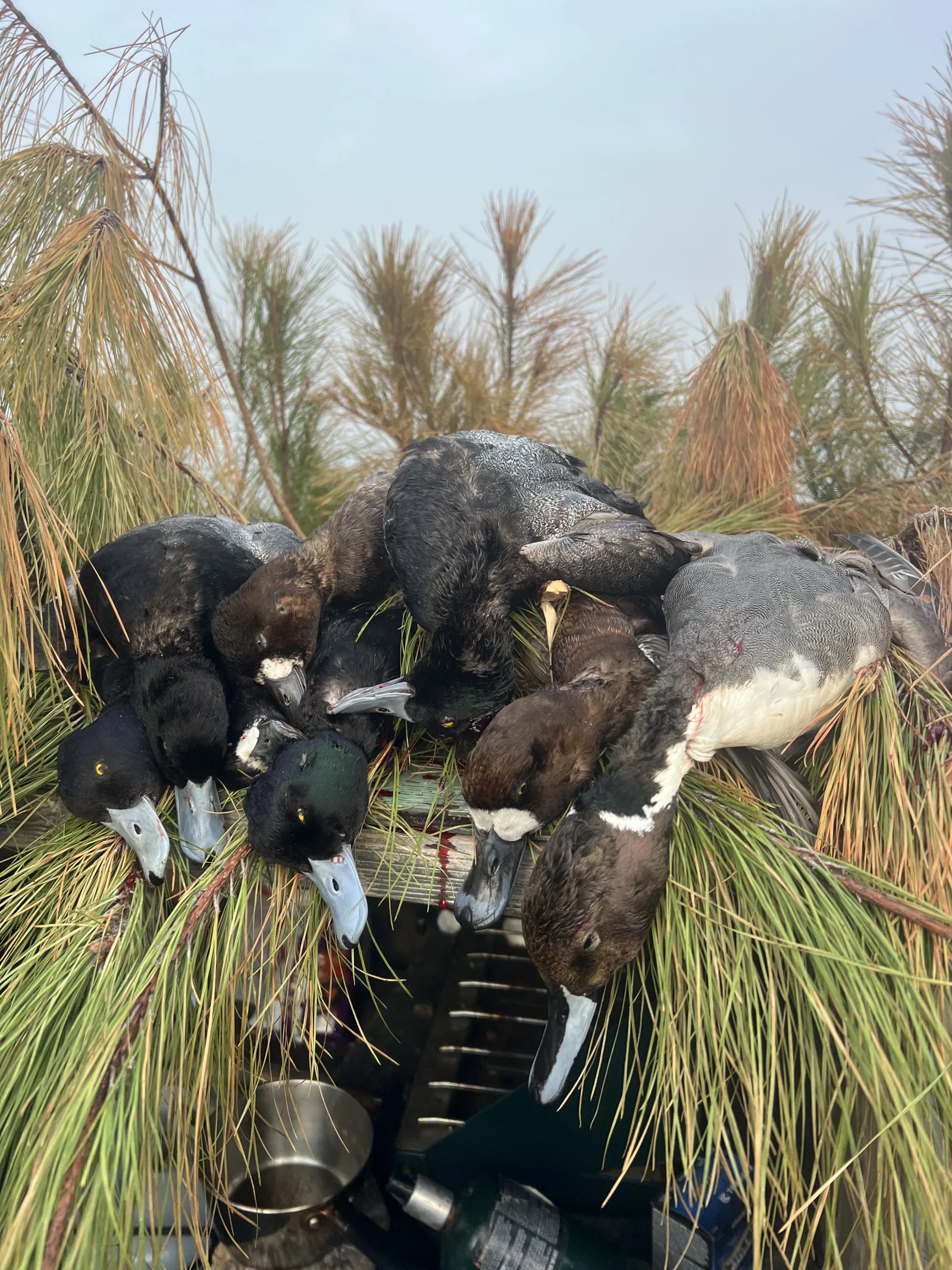 Dawn Patrol Ducks 