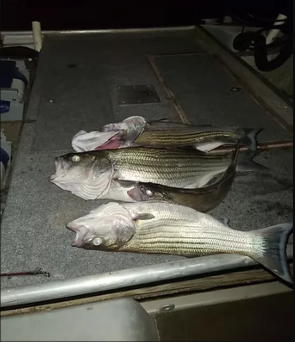 Lake And Reservoir Fishing