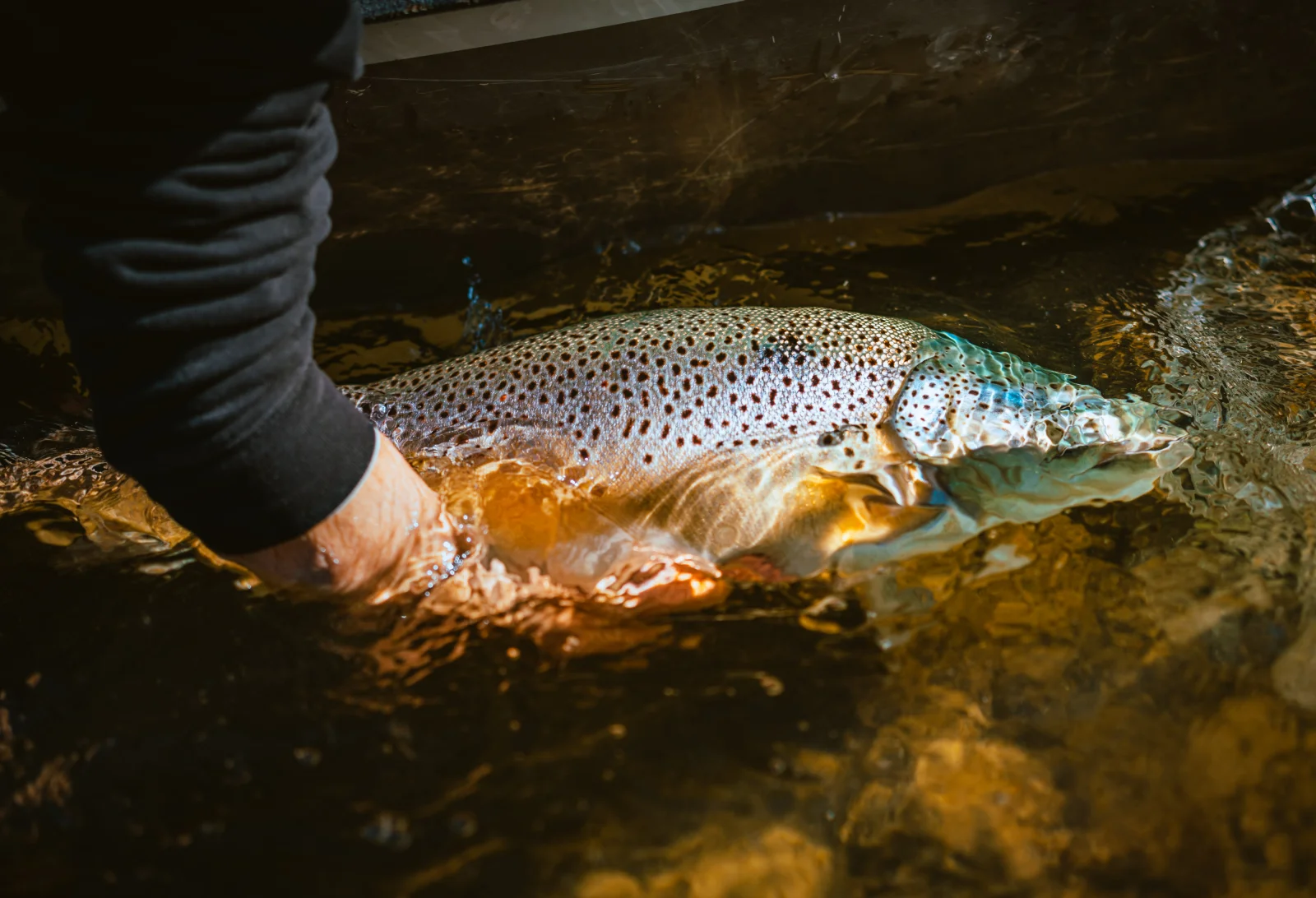 San Juan River Fly Fishing