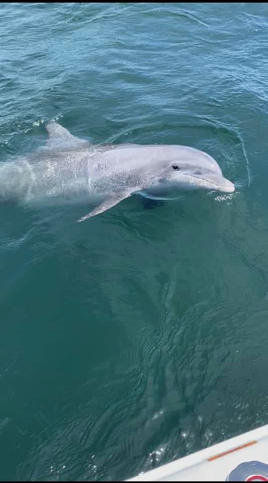 Dolphin Tour
