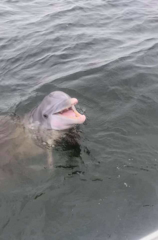 Dolphin Tour