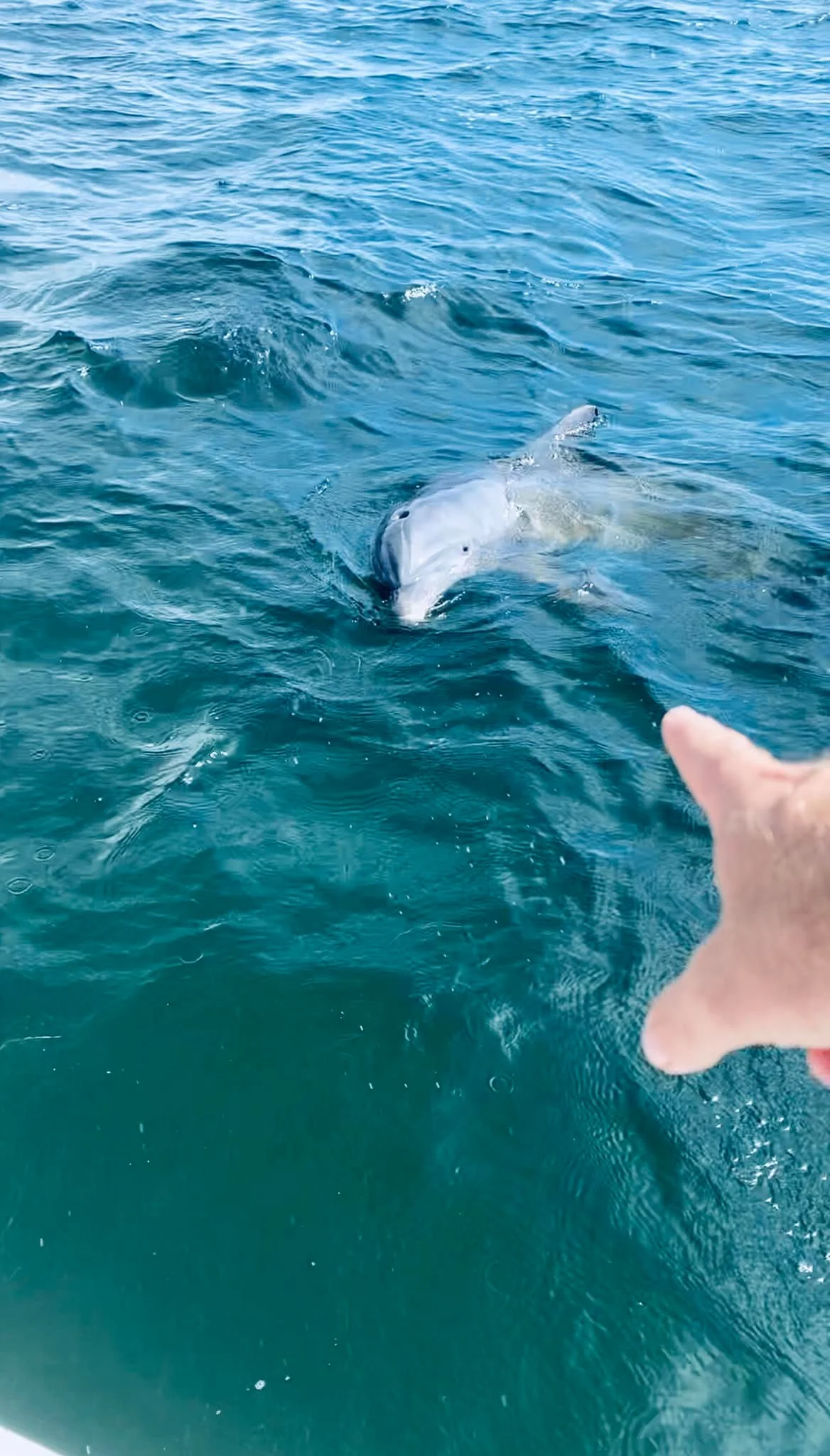 Dolphin Tour