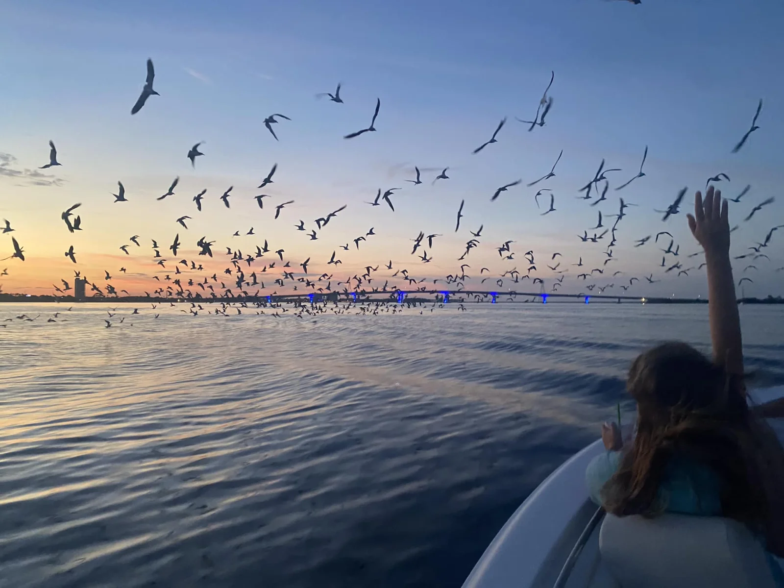 Dolphin Tour