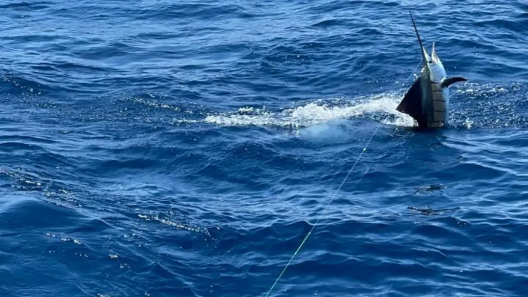 Full Day Offshore