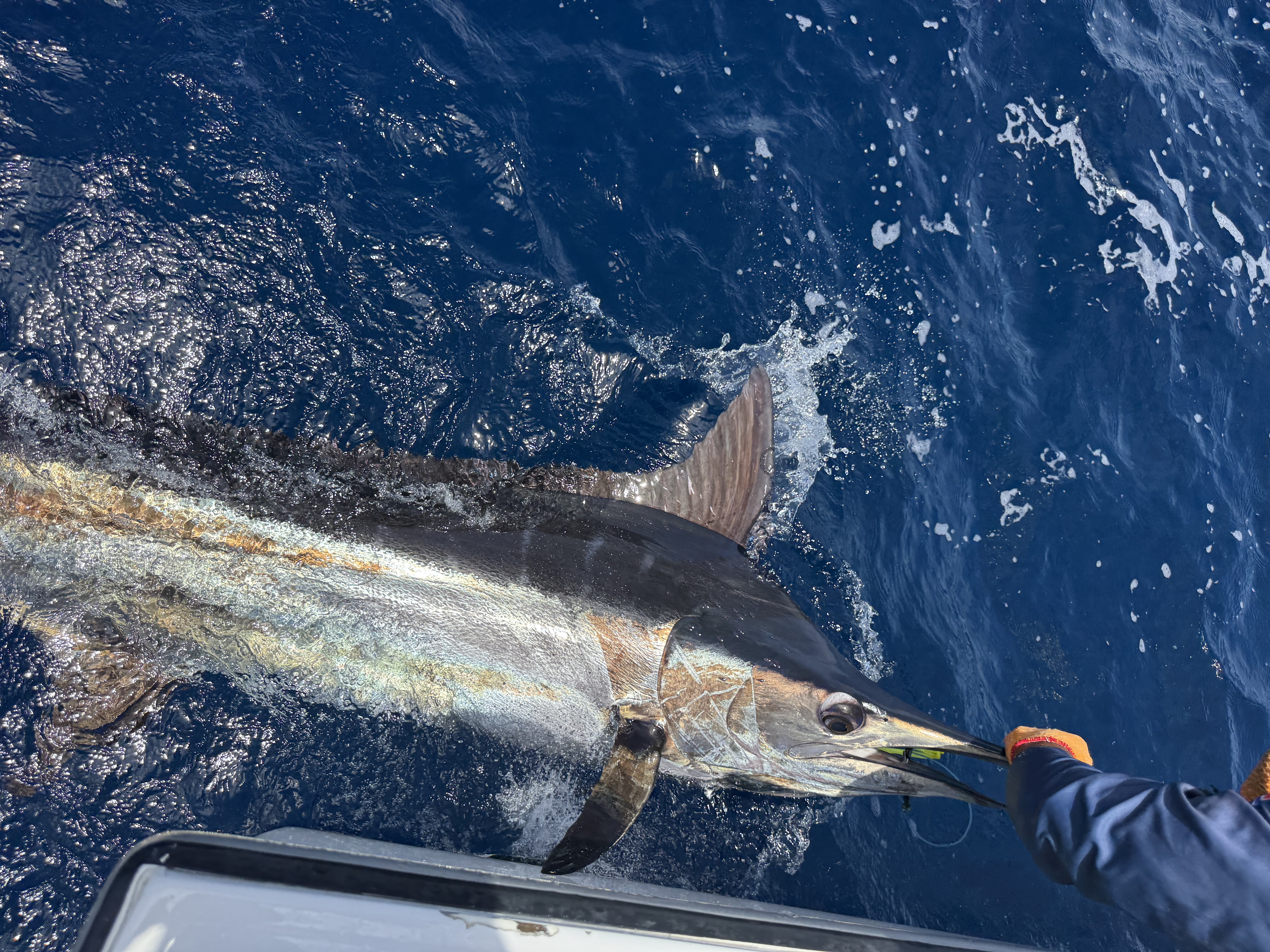 31-Foot Gamefish Power Run