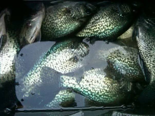 Livescope Crappie Fishing