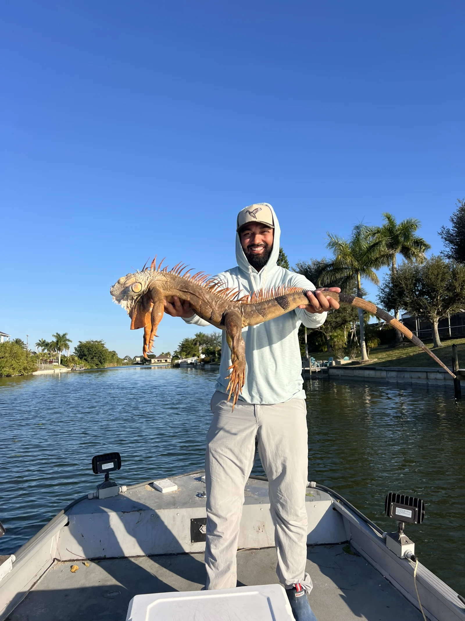 Cape Coral Iguana Hunt