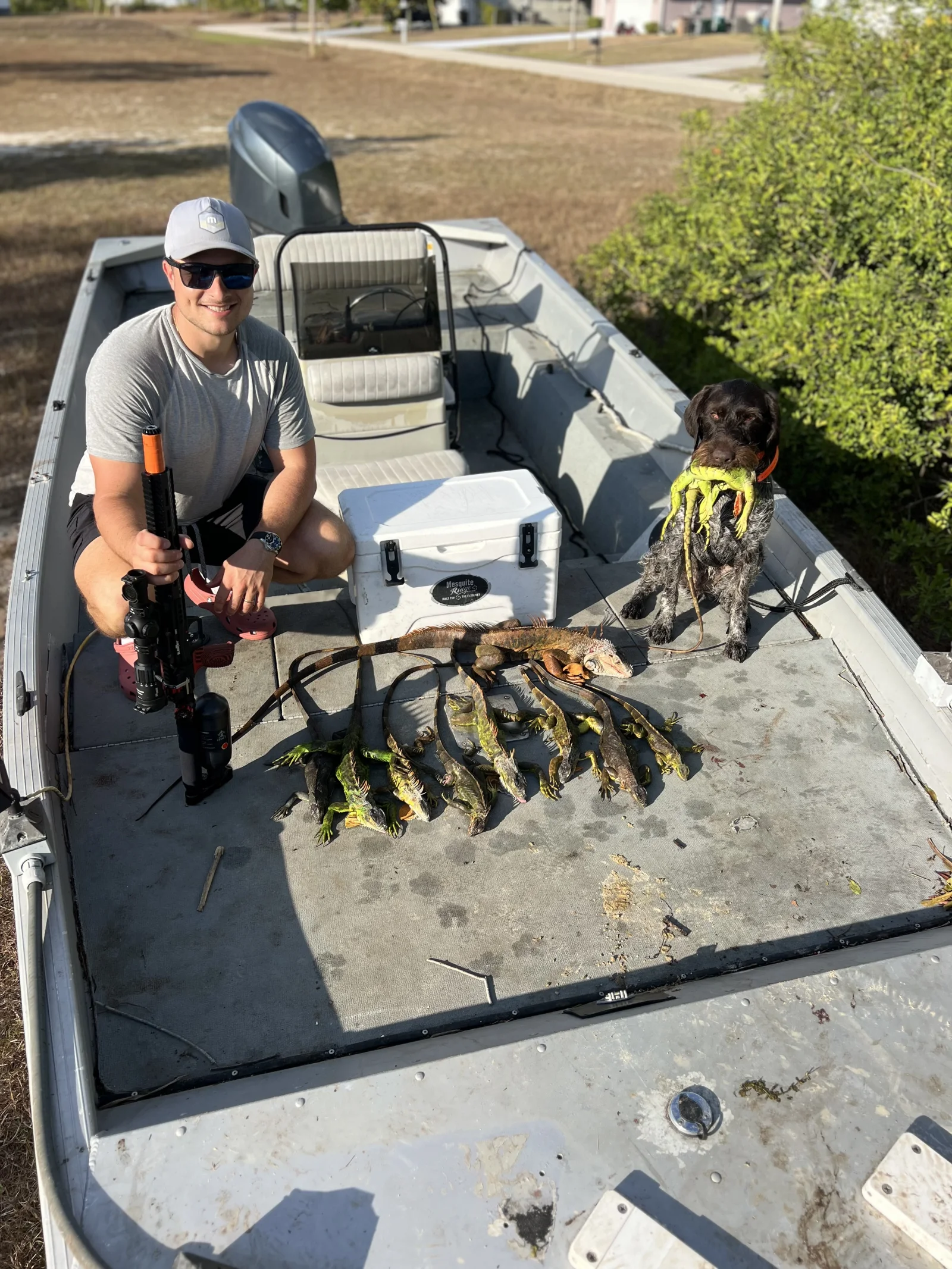 Cape Coral Iguana Hunt