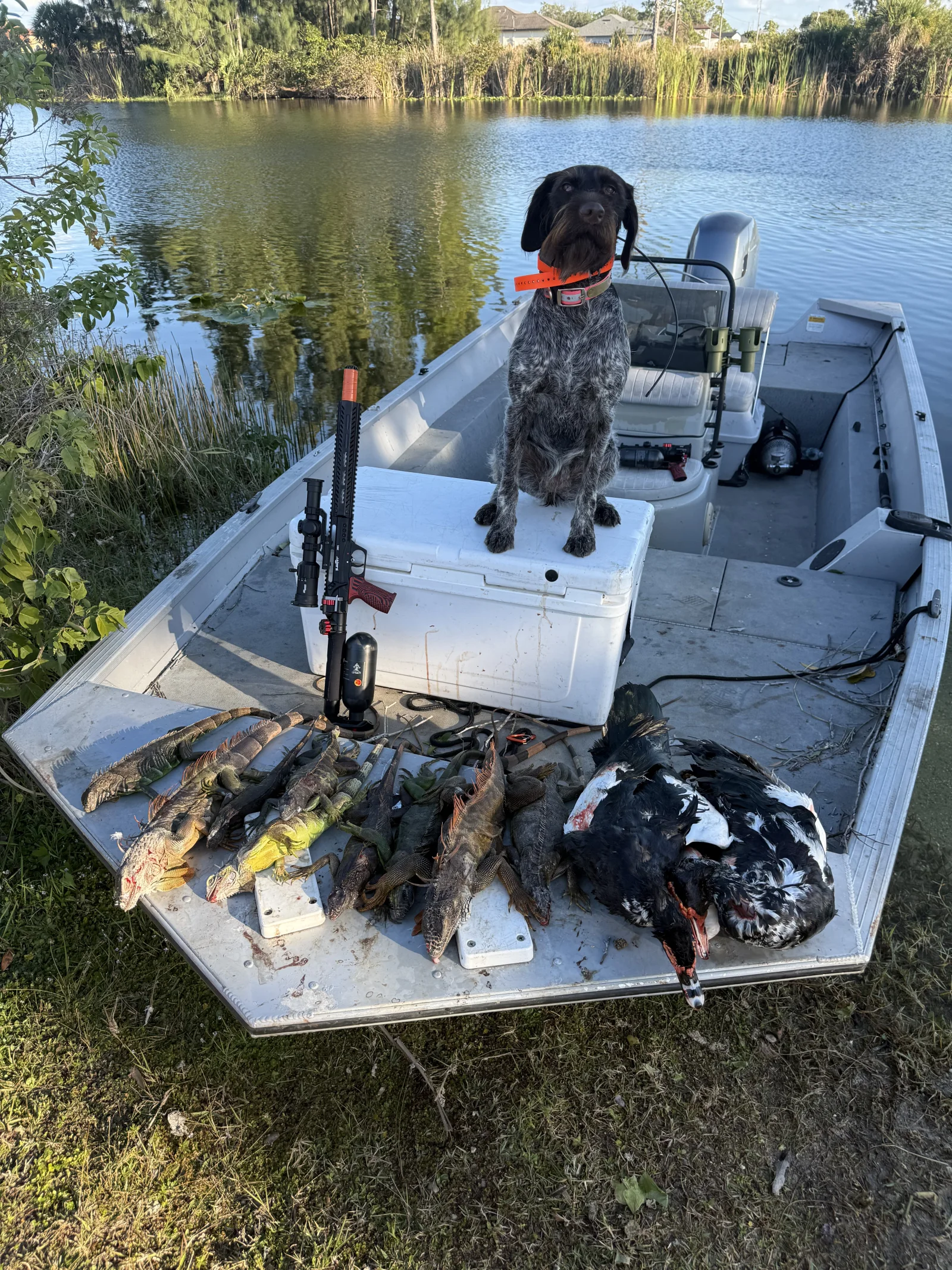 Boat photo for Iguana Hunt With Iguana DOG!!!