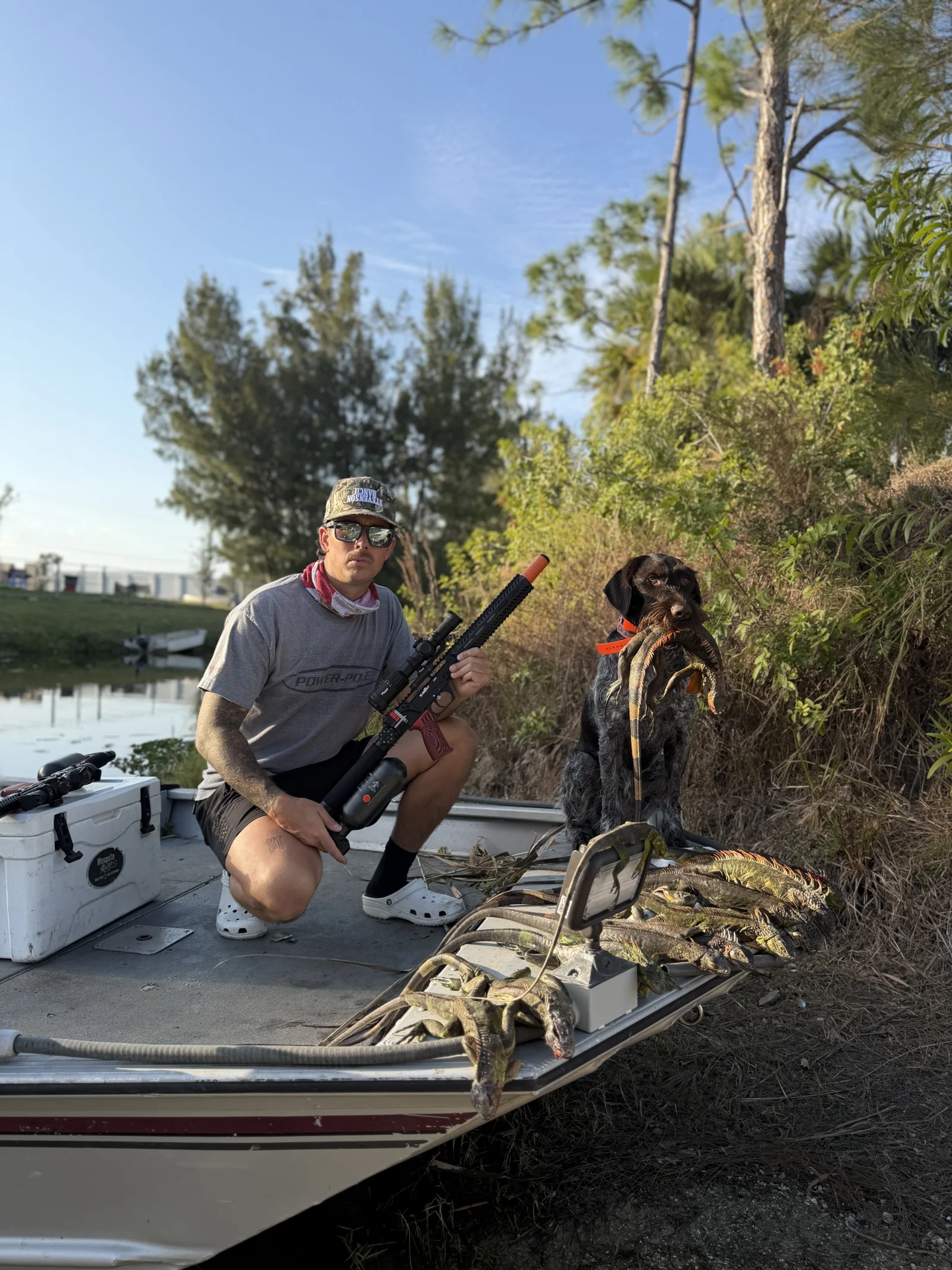 Cape Coral Iguana Hunt