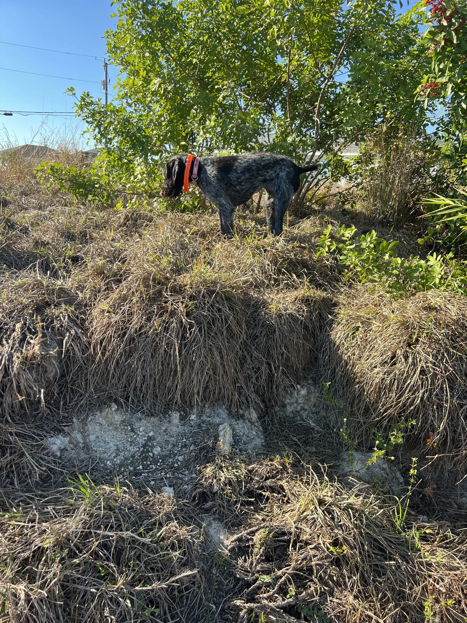 Cape Coral Iguana Hunt