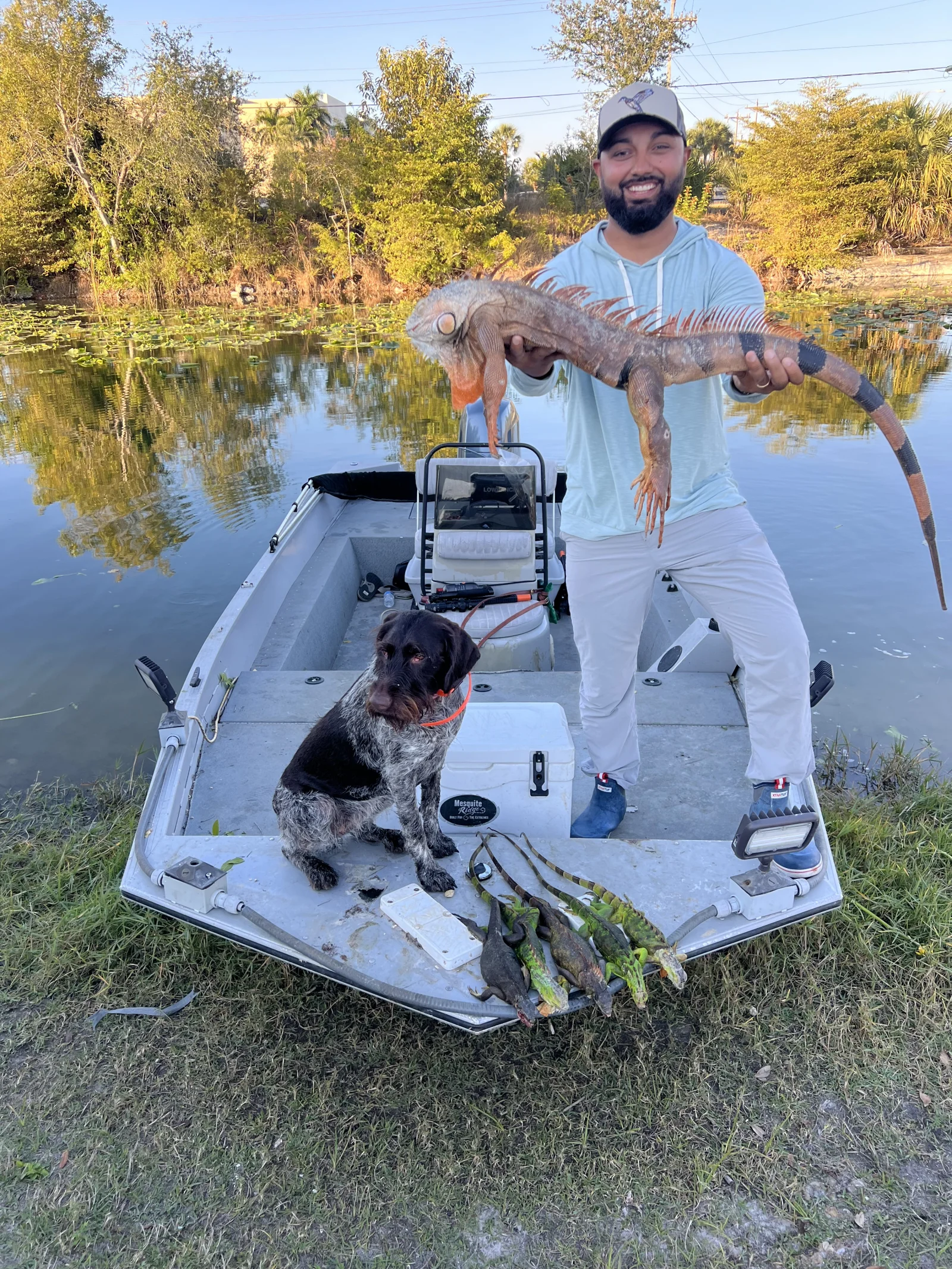 Cape Coral Iguana Hunt