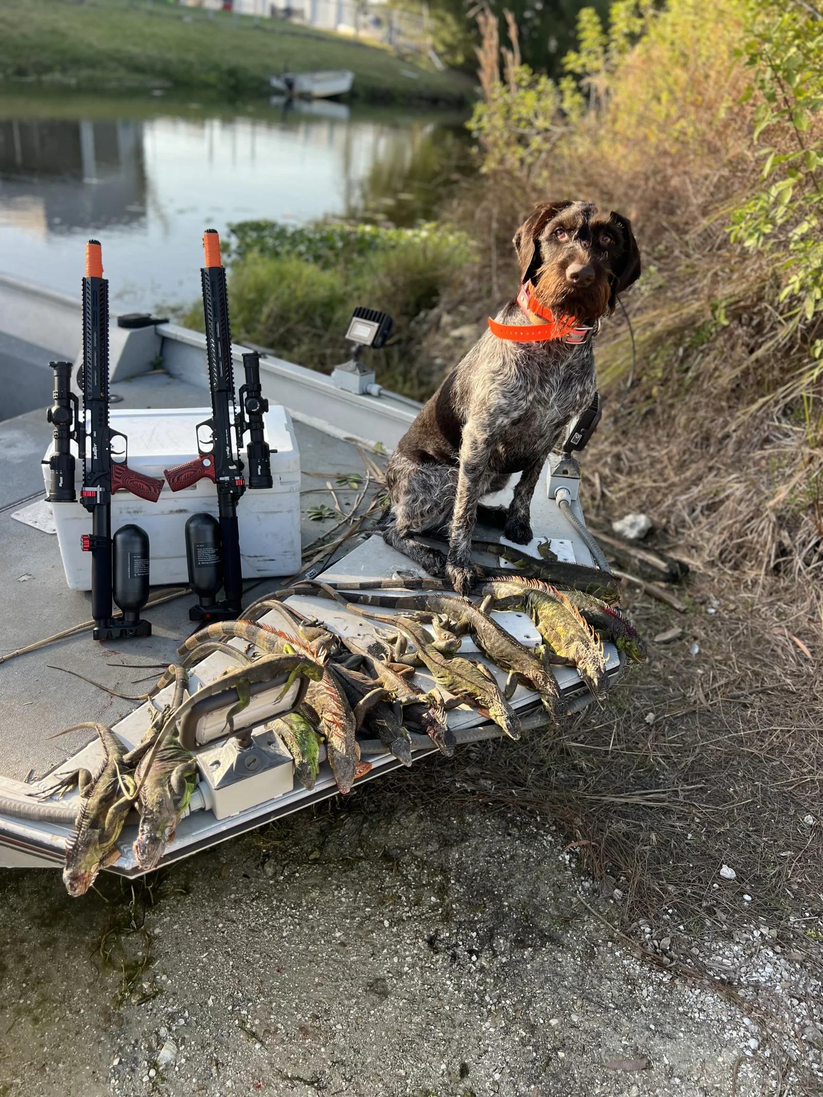 Cape Coral Iguana Hunt
