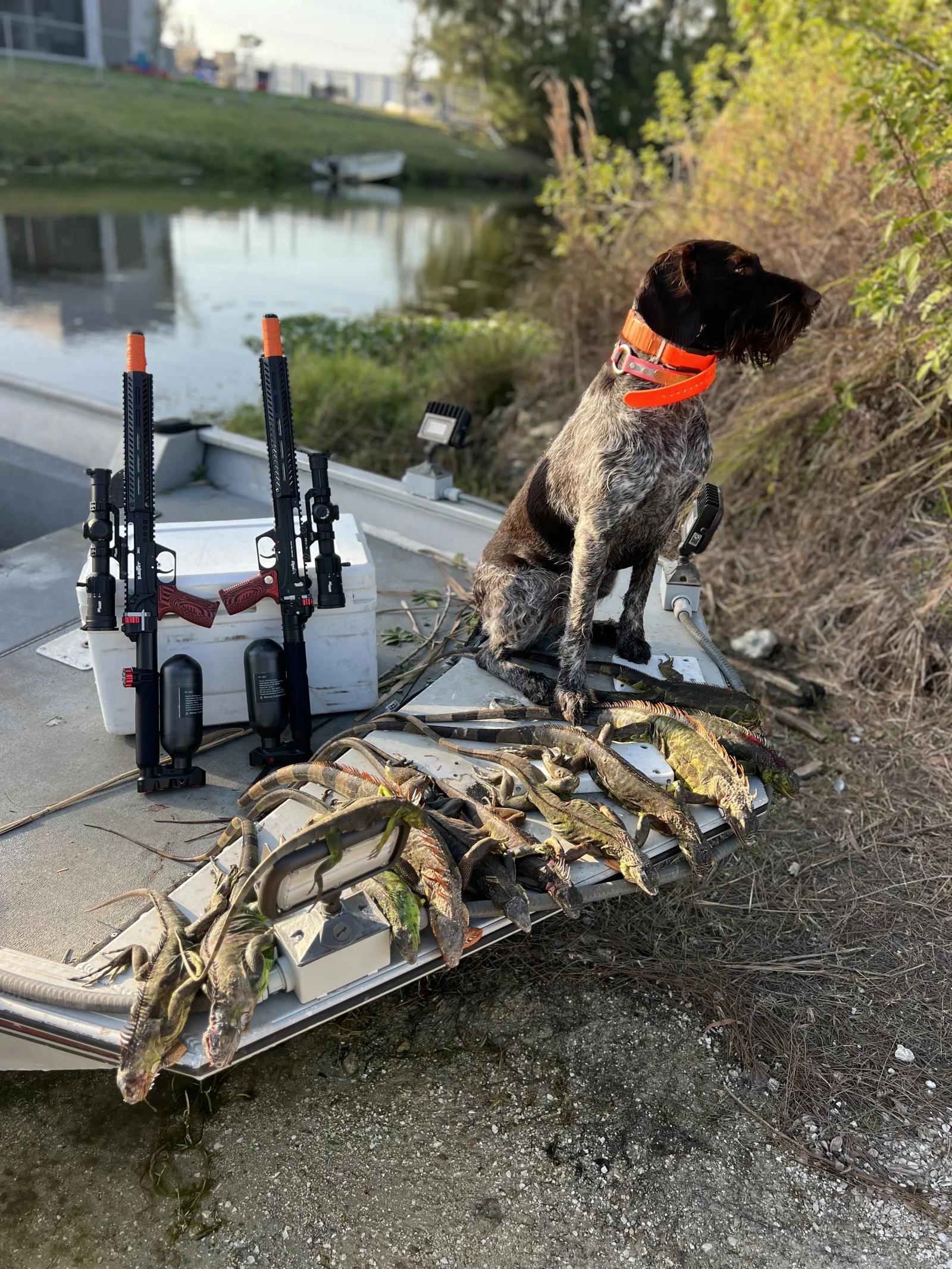 Cape Coral Iguana Hunt