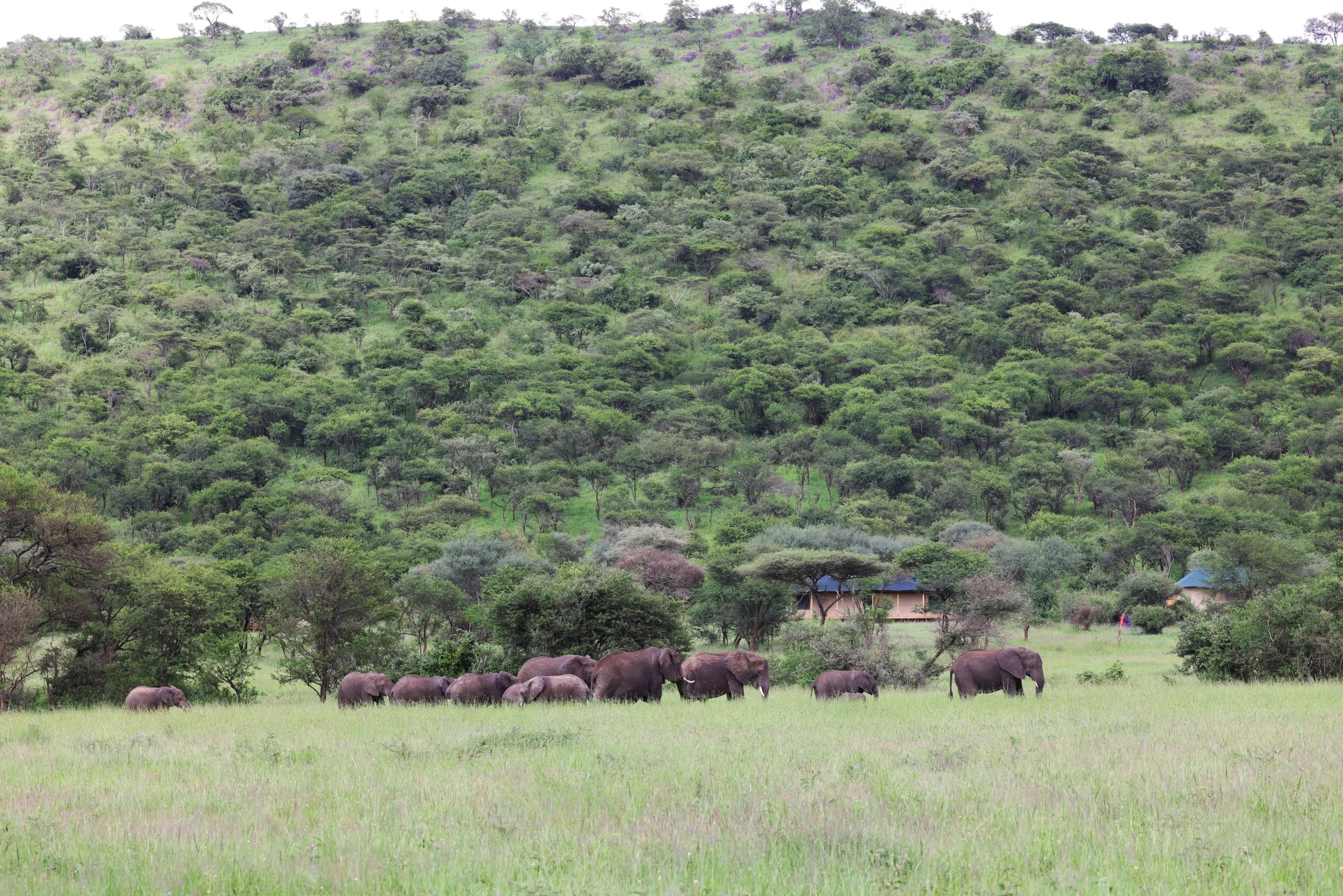 Serengeti Birding Experience