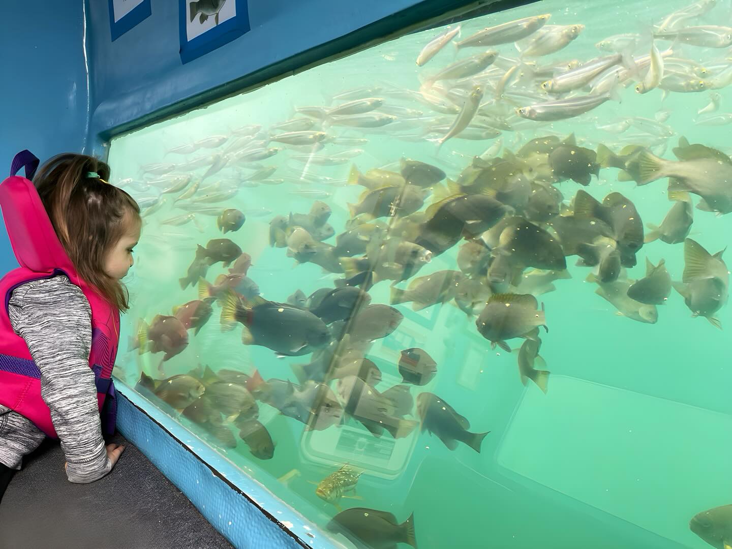Glass Bottom Boat Tour