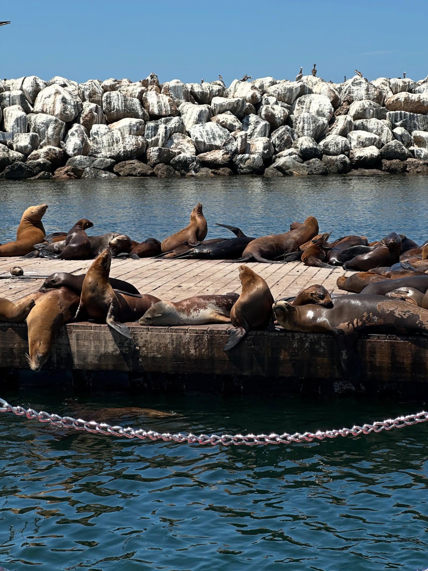 Glass Bottom Boat Tour