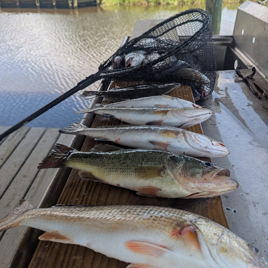 Inshore Fishing!