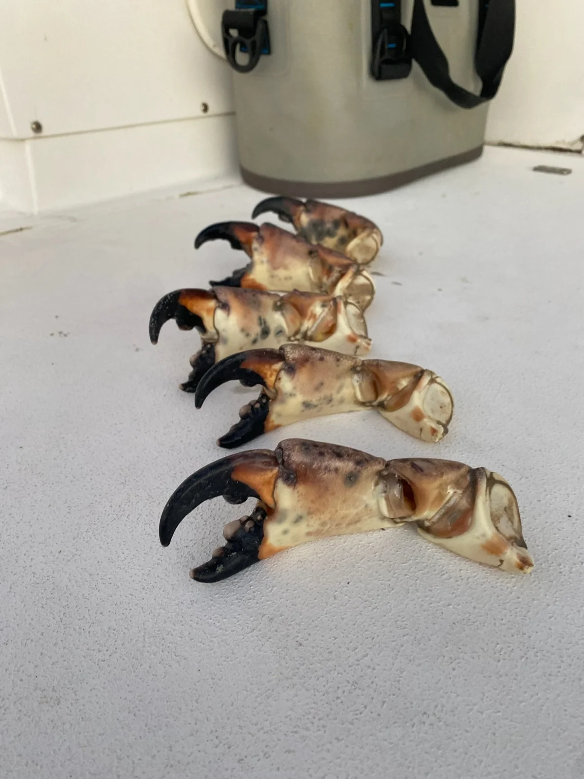 Matlacha Crabbing